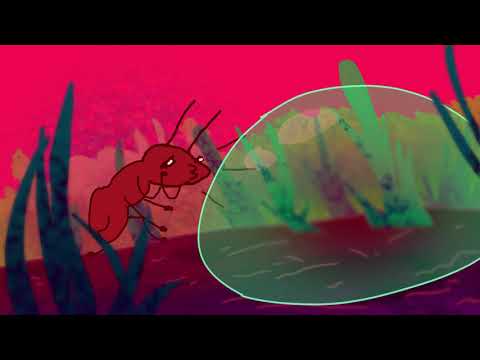 Neighbors -  Animated Short Film