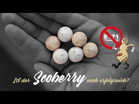 Is Scoberry still successful?