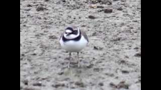 preview picture of video 'Little Ringed Plover and Gray Wagtail 小環頸鴴及灰鶺鴒‎'