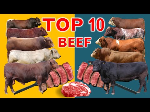 Top 10 Cattle Beef Breeds | Highest Average Daily Gain...