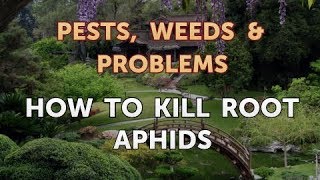 How to Kill Root Aphids