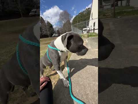 BELLA-see video, an adopted American Staffordshire Terrier Mix in Marietta, GA_image-1