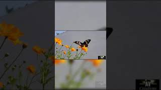 Download lagu Aayiram thamarai AV Creations mp3 Download lagu Aayiram thamarai AV Creations mp3