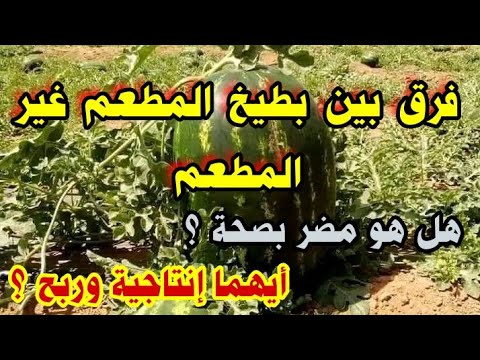 , title : 'فرق في زراعة البطيخ المطعم غير المطعم أيهما إنتاجية ربح ؟ هل هو مضر بصحة ؟'