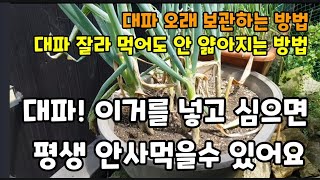 대파! 이렇게 심으면 계속 잘라 먹어도 장마에도 가늘어 지지않아요~ #대파심는방법 #대파거름 #파테크 #대파…