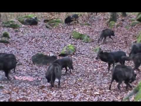 gerolstein week-end dog's dream