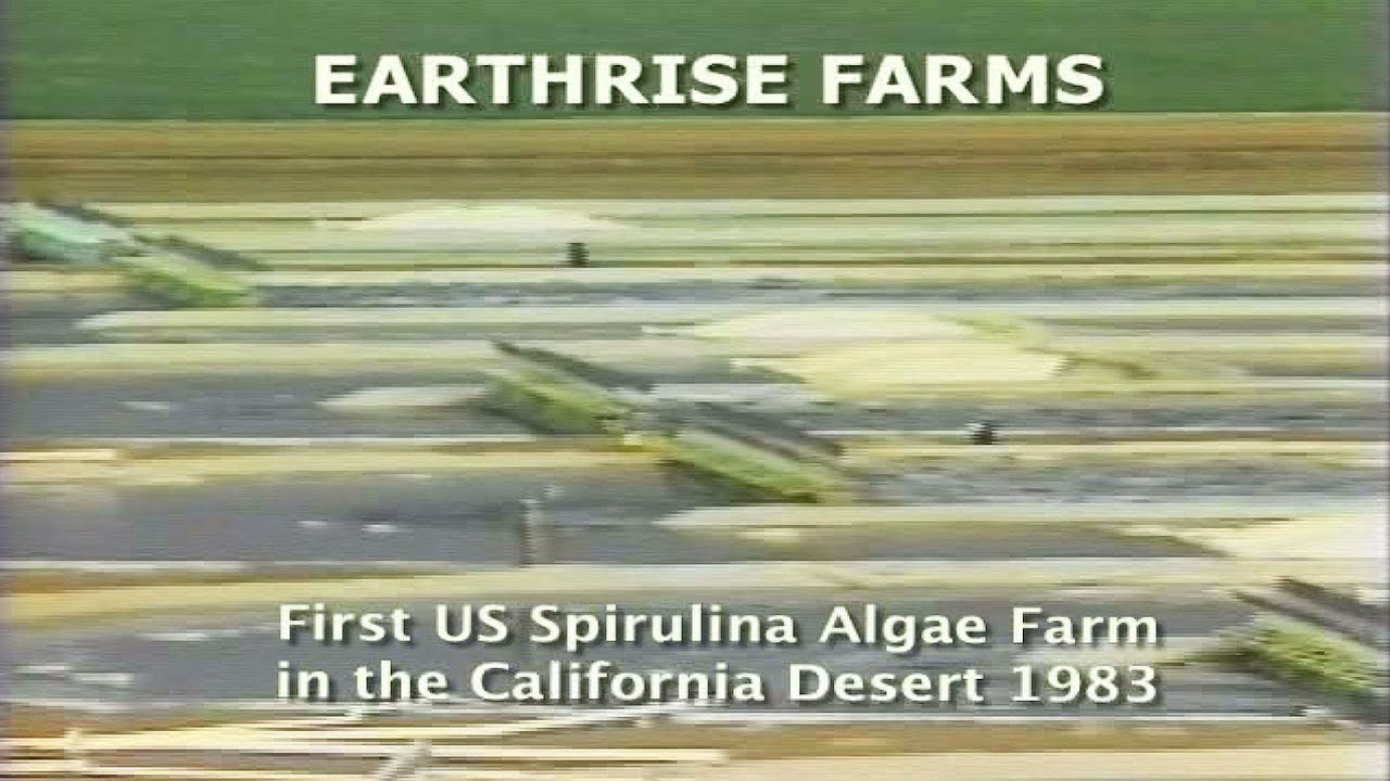 First Commercial Spirulina Farm in California • 1983