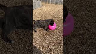 Video preview image #1 American Staffordshire Terrier-Unknown Mix Puppy For Sale in Holly Springs, NC, USA