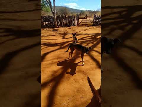 Imagens do Sertão, caatinga em Belo Campo, Bahia.