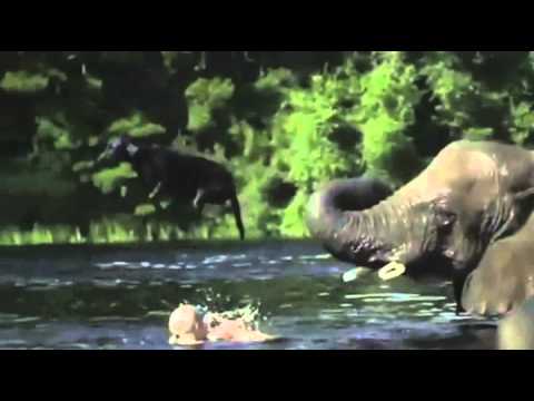 slonicka retrivr mp4