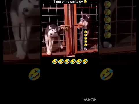 Dog Funny Video 4 53 #entertainment #funny #shortvideo #animals #dog #shortsfeed