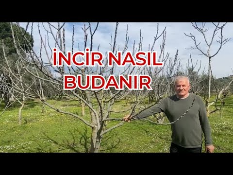 İncir Budama - İncir Budama hakkında genel bilgiler