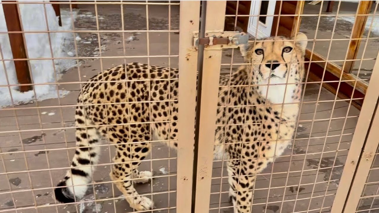 Как начинается день домашнего гепарда. С какими сложностями мы столкнулись.