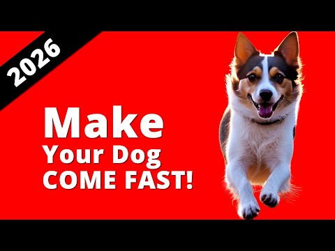 10 Sounds To Make Your Dog Come To You 2026