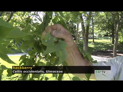 Trees with Don Leopold - hackberry