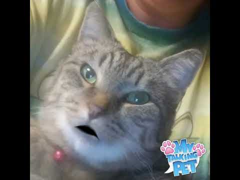 "CAT FARTS" smell like "ROSES"