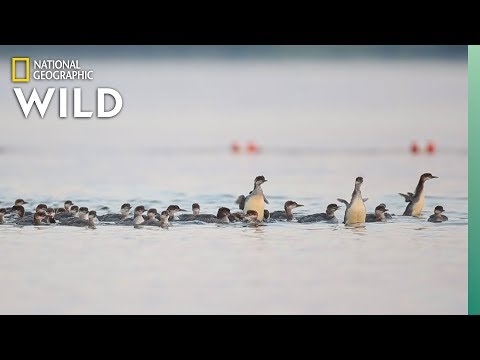 Why This Mama Duck Has Her Ducklings in a Row—All 76 of Them | Nat Geo Wild