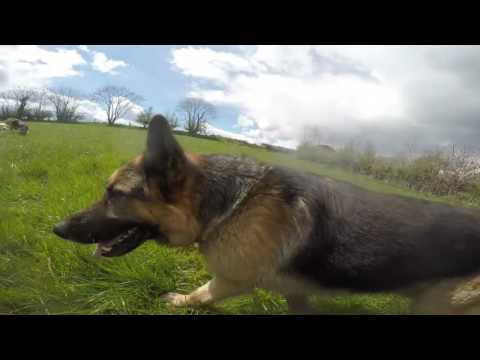 download lagu mp3 mp4 German Shepherd Rrr, download lagu German Shepherd Rrr gratis, unduh video klip German Shepherd Rrr