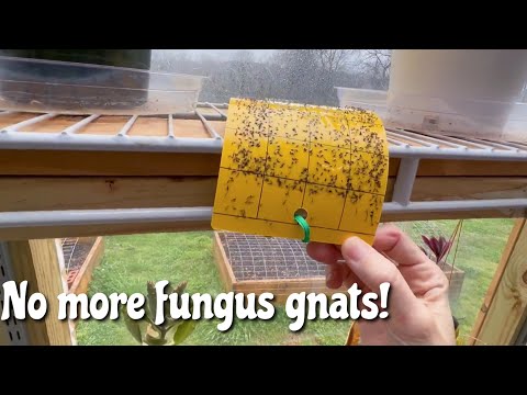 How I battle fungus gnats! | Vlog