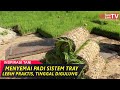 Semai Padi Dengan Sistem Tray Lebih Modern Dan Bisa Di Lahan Kering