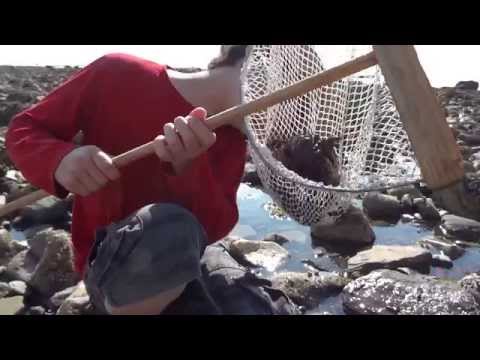 Crabbing on the beach at Lowca