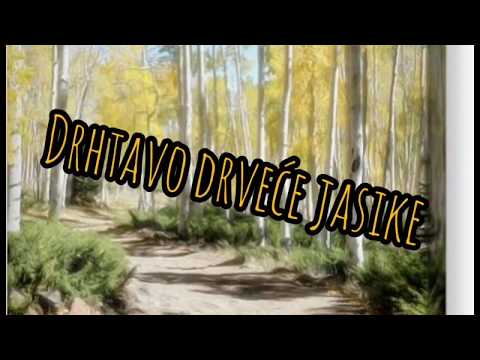 Drhtavo drveće jasike