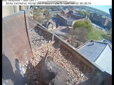 Derby UK -  Change , Four eggs still - 2021 04 22 09 37