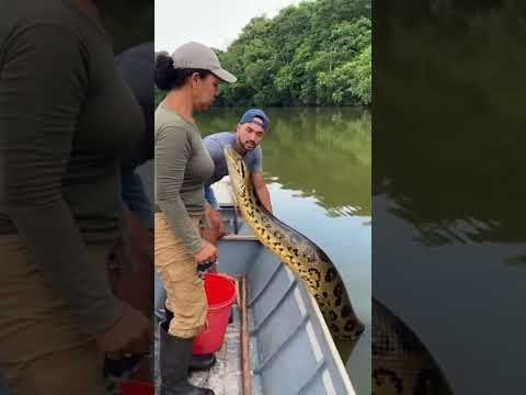 Sucuri Gigante encara mulher em barco 😱 #sucuri #sucurigigante #piton #cobrasnake #amazonas #fear