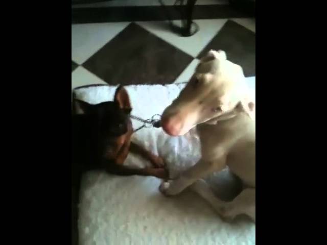 YouTube video preview