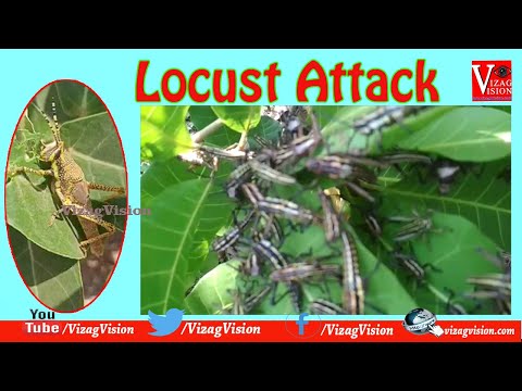 Locust Attack ||  మిడతల గుంపు దాడి || ఏపీ లోకి ప్రవేశించిన మిడతలు || Visakhapatnam,Vizagvision...
