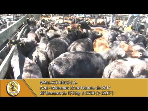 22-02-17 Venta de Machos - Wallace Hnos S.A. - Azul.