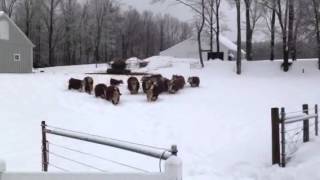 Susie gathering in the snow