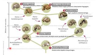 Ciências 9ºAno: ÁRVORE FILOGENÉTICA e EVOLUÇÃO DO SER HUMANO