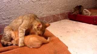 preview picture of video 'Momma Maffy Is Breastfeeding Her Kitten - So Cute!'