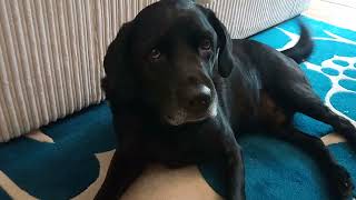 Snoopy's Injury (2), GoFundMe / Paypal.Me