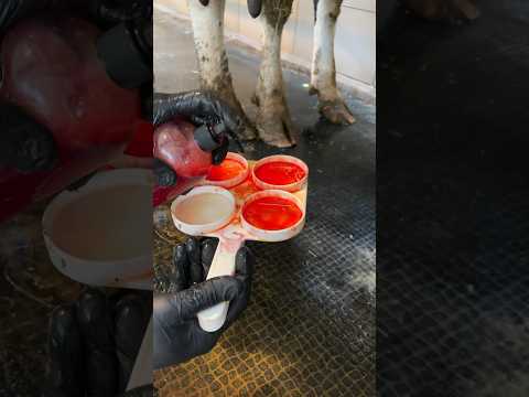 , title : 'checking milk for mastitis #veterinary #animals #farming #milking #farm'