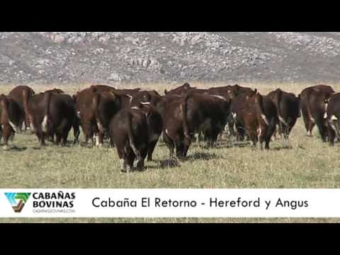 Cabañasbovinas.com -  Ramón Alías