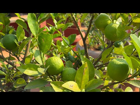 Lemon plant growing at home 🍋| terrace garden | lemon plant at home | tons of lemons
