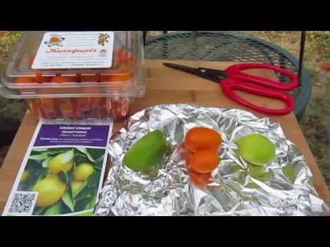 download lagu mp3 mp4 Limequat Uses, download lagu Limequat Uses gratis, unduh video klip Limequat Uses