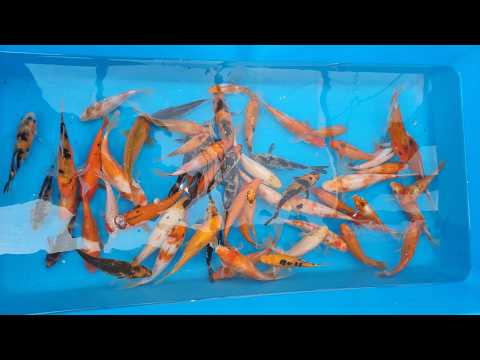 Video pregled koi ribe