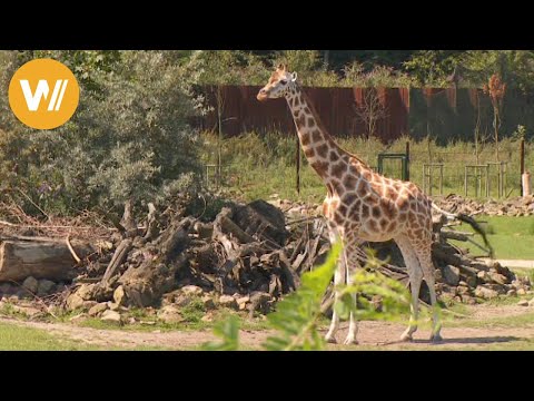 Giraffe | Unsere Tierwelt (Kurze Tierdokumentation)