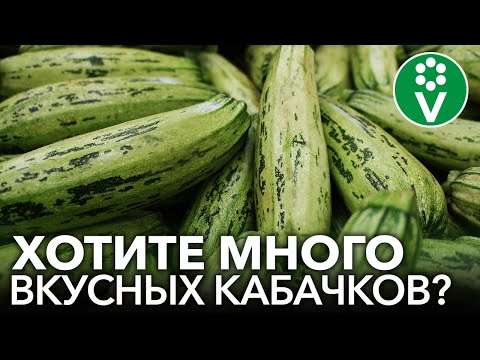 КАБАЧКОВ НЕ СЧЕСТЬ! ОТ ЭТОЙ ПОДКОРМКИ кабачки растут без нитратов, долго хранятся и не болеют