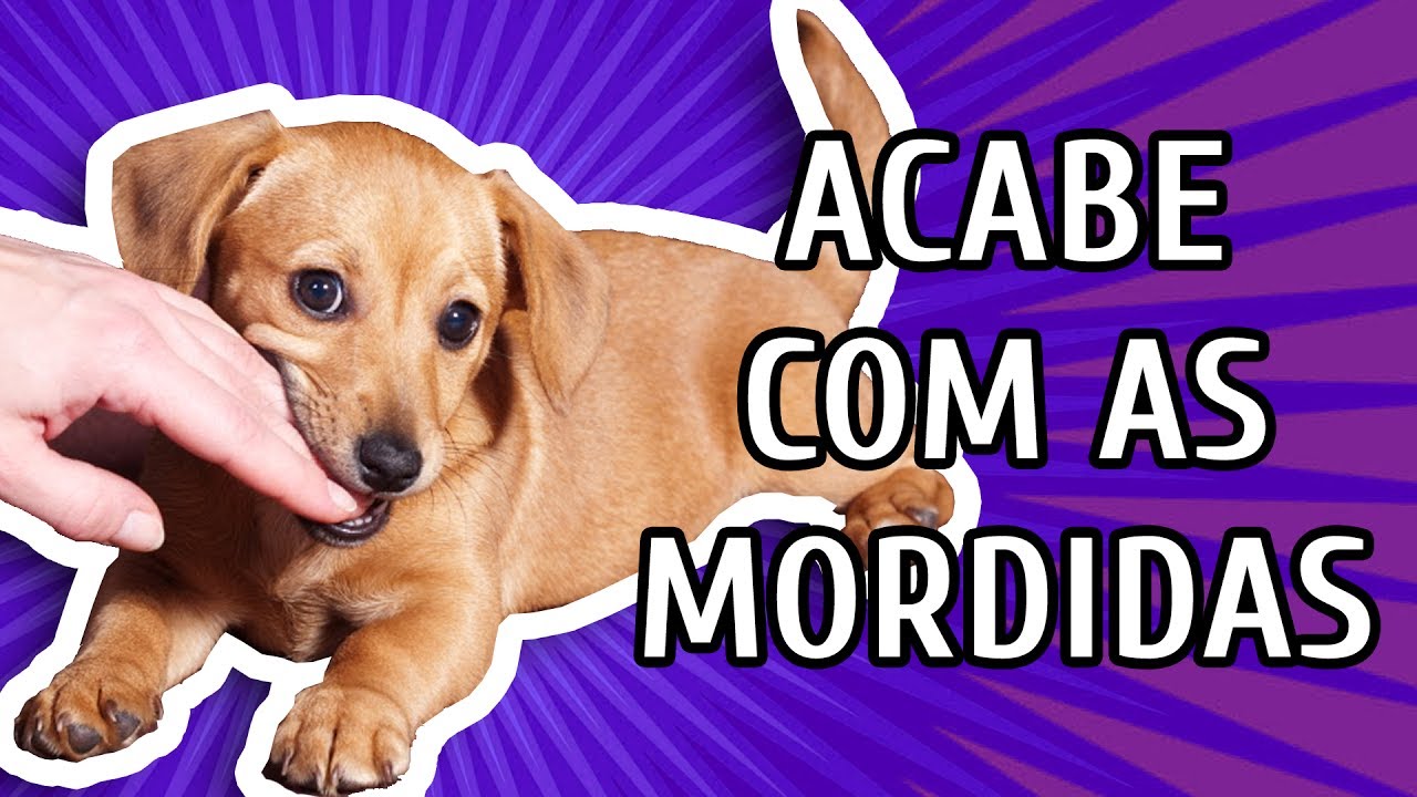 COMO FAZER O CACHORRO PARAR DE MORDER