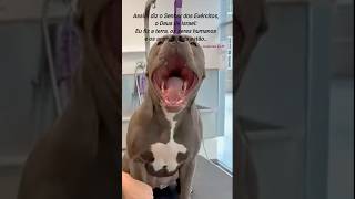 O SENHOR é todo poderoso🙏🙏 #deustemumapalavrapravoce #pitbullfazendodrama
