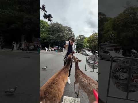 Janko i Anna u Japanu🇯🇵 #shorts #viral