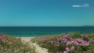 Stingray Naturescape 4K (May 27, 2025)