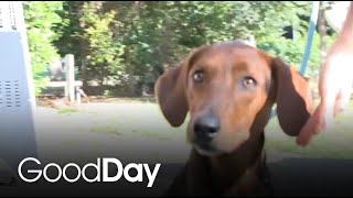 Belle-Marie is looking for her forever home! | Pet of the Week