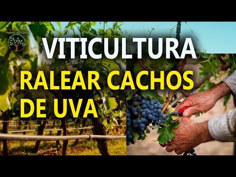 , title : 'Ralear Cachos de Uva, entenda a importância com Sergio Semerdjian'