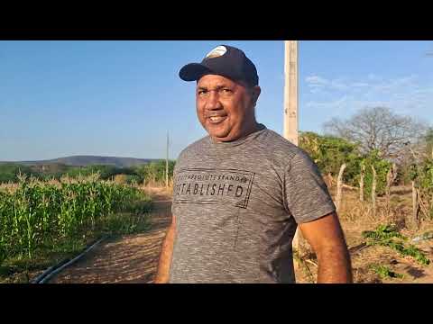 Mostrando uma linda roça de milho no Sertão em Mamoeiro Verdejante PE 