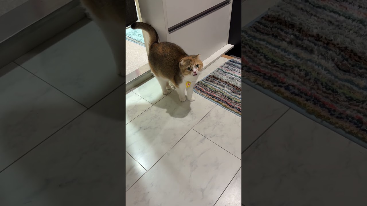 คนสาวสวย กินแล้วก็นอน ต้องออกกำลังกายหน่อยล๊ะ#แมวน่ารัก #สโคน&สคู๊ป